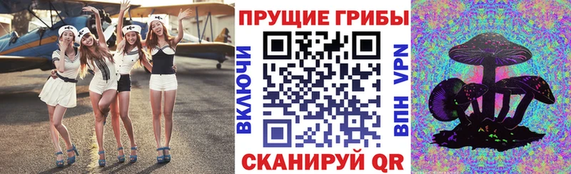 как найти закладки  Приволжск  Псилоцибиновые грибы Cubensis 